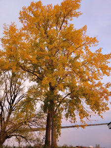 Eastern Cottonwood