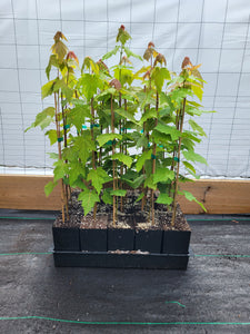 Freeman Maple