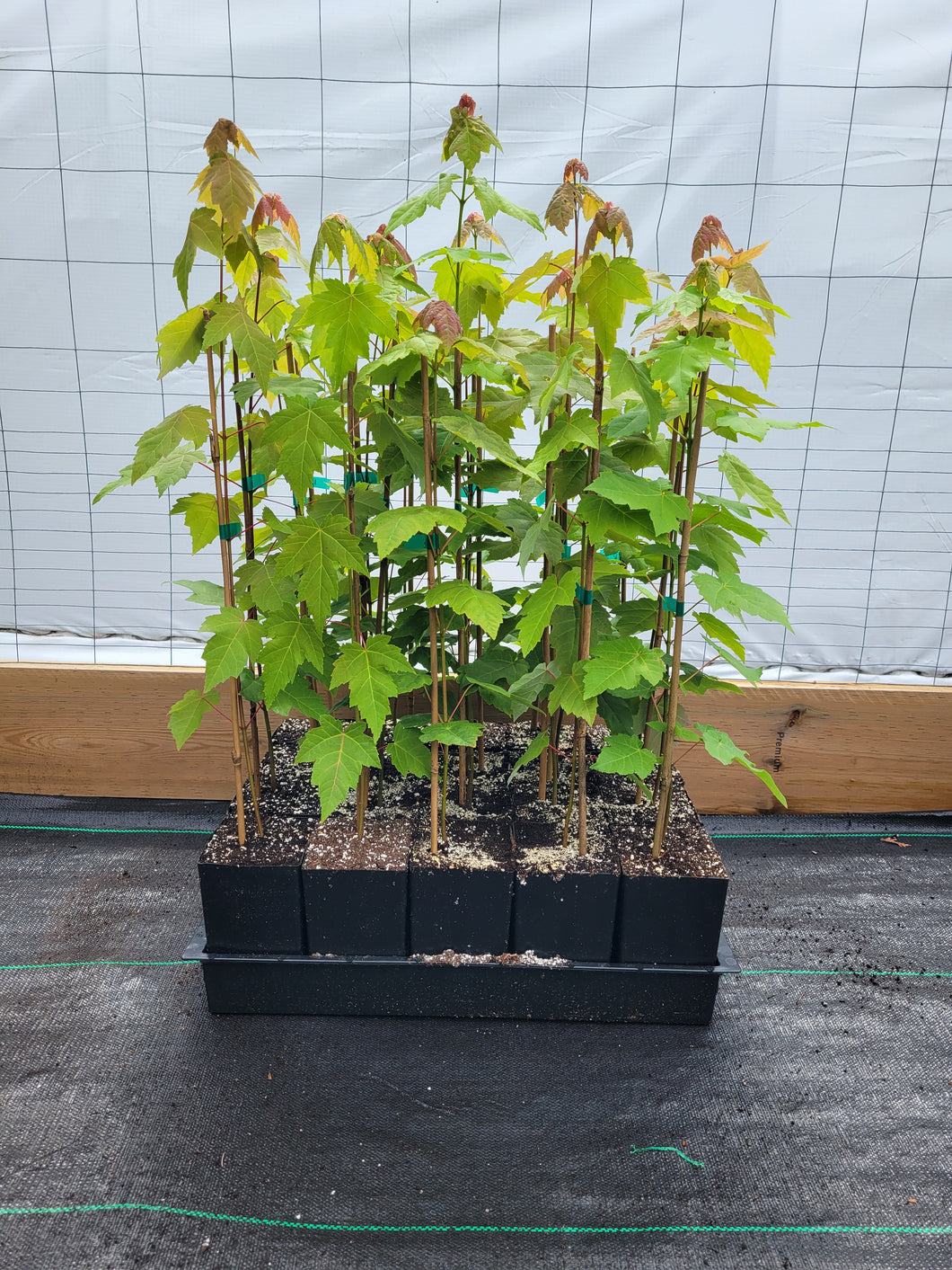 Freeman Maple