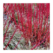 Load image into Gallery viewer, Red Osier Dogwood