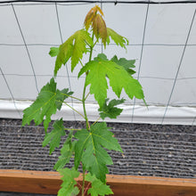 Load image into Gallery viewer, Silver Maple
