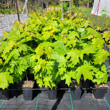 Load image into Gallery viewer, Sugar Maple