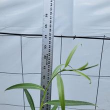 Load image into Gallery viewer, Golden Weeping Willow