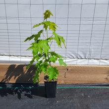 Load image into Gallery viewer, Sugar Maple