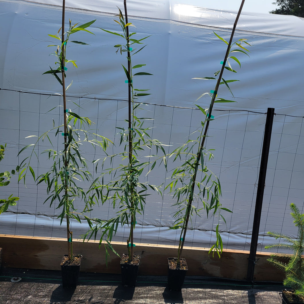 Golden Weeping Willow