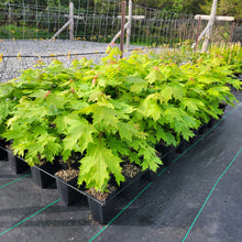 Load image into Gallery viewer, Sugar Maple