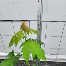 Load image into Gallery viewer, Silver Maple