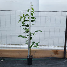 Load image into Gallery viewer, Black Birch (Betula lenta)