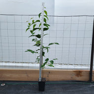 Black Birch (Betula lenta)