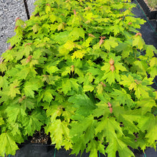 Load image into Gallery viewer, Sugar Maple