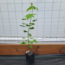 Load image into Gallery viewer, Freeman Maple