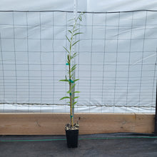 Load image into Gallery viewer, Golden Weeping Willow