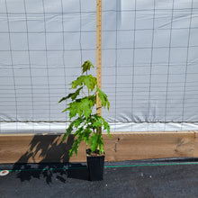 Load image into Gallery viewer, Sugar Maple