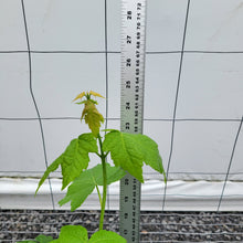 Load image into Gallery viewer, Freeman Maple