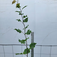 Trembling Aspen