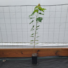 Load image into Gallery viewer, Silver Maple