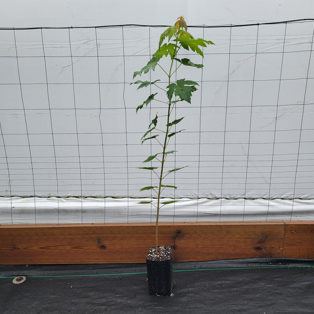 Silver Maple