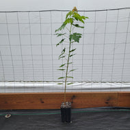 Silver Maple