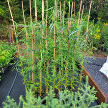 Load image into Gallery viewer, Golden Weeping Willow