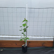 Load image into Gallery viewer, Freeman Maple