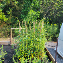 Load image into Gallery viewer, Golden Weeping Willow