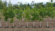 Sugar Maple