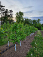 Native Red Maple