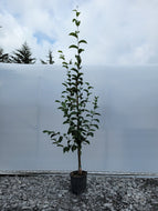 Yellow Birch