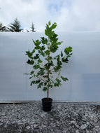 Tulip Tree